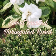 Green Rosal plant Fragrant plant Live plant Double petals /rosal Gardenia Luzon buyers Only
