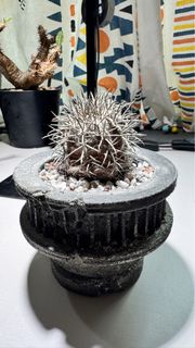 塊根植物 帝冠龍 不是黑王丸 孤龍丸