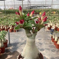 Desert Rose Potted Plant 5 Years Old Pile Four Seasons Blossoming Good Raising Indoor Balcony Flower