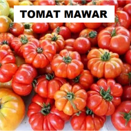 TOMAT MAWAR 10 Biji / Benih / bibit   COD ( TOMAT MAWAR / TOMAT KERITING MAWAR ) Mudah tumbuh - Seed