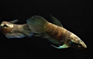 Pugnax Betta/Wild Betta/Ornamental fish/Freshwater/Readystock