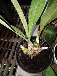 anggrek grammatophyllum scriptum papua dewasa