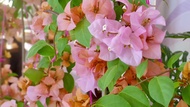 bougainvillea  rare cuttings