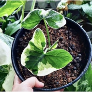 [Kiểng lá] - Chậu cây Alocasia Mickey Mouse