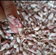 Cumi Asin 500gr / Cumi Cumi Asin Best Seller/ikan asin cumi baby
