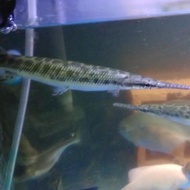 aligator florida gar UK 17-20