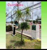 จันทร์แดง/กิ่งจันแดง/ไม้ประดับจัดสวน