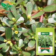 Ground Purslane seeds (1gr) germinate well, grow all year round, grow well - h2t farm