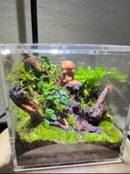 苔蘚瓶仔 生態瓶 生日禮物