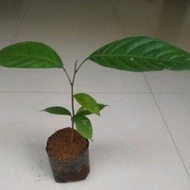 100 Anak Pokok Langsat Duku + 20 Extra Free