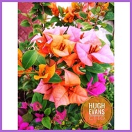 ⊕ ◫ ✗ SALE!!! ROOTED RARE BOUGAINVILLEA