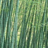 ขายส่ง 100 กรัมหรือ 1 ขีด เมล็ดไผ่Moso ไผ่โมโซ moso bamboo Phyllostachys Pubescens ไผ่ลำเดี่ยว ไผ่ bamboo พืชเศรษฐกิจ สายพันธุ์ไผ่ ถ่านไม้ไผ่