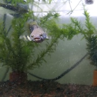 Ikan Channa Chana Blue Pulchra / Gabus Hias size 5-6 Cm