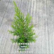 澳洲茶樹盆栽(5吋)