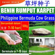 Saverstore 500G Philippine Bermuda Cow Grass Taiwan Seeds Grass Seed Benih Rumput Carpet Biji Benih 