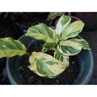 ❡☍♨Prayer Plants/Calathea Varieties Uprooted Live Plants(Luzon only)