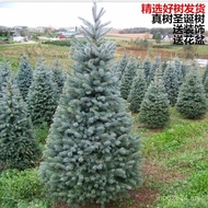 Spruce Christmas Tree Real Tree Real Tree Pine Tree Spruce Indoor Outdoor Large Small Christmas Tree