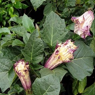 3 ต้น แตรนางฟ้า ดอกแตรนางฟ้า (Angels Trumpet) ดอกม่วง ต้นใหญ่ พร้อมให้ดอก สูง 60-70 ซม กระถาง 10 นิ้