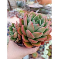 FT live succulent unknown English id 华美双头 11cm pot