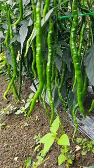 benih cabe lokal batu garut