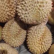 Durian montong bali utuh 1 pcs