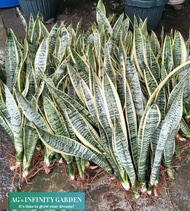 Snake Plant Sansevieria ( Uprooted ) " 3 to 5 Leaves "  ( Air Purifying Plant )  ( Plants for sale a