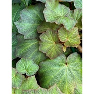 TKP ,real live plant , pokok hidup , begonia , begonia boomer , rare plant , indoor plant , exotic p