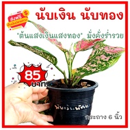 KD999 นับเงิน นับทอง หรือต้นแสงเงิน แสงทอง  Aglaonema ต้นไม้มงคล ต้นไม้ฟอกอากาศ เสริมสิริมงคล มั่งคั