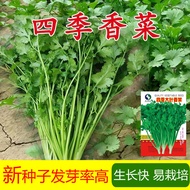 Big Leaf Coriander Seeds Coriander Seeds Coriander Seeds Four Seasons Sowing Balcony Garden Vegetabl