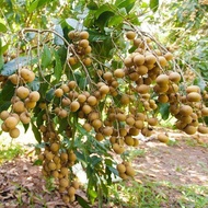 CÂY GIỐNG NHÃN SIÊU TRÁI [ GHN Express ]