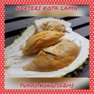 🔥SUPER RARE🔥 ANAK POKOK DURIAN TUPAI KING (D214)