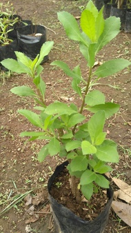 Bibit Tanaman Beluntas Pohon Beluntas Tanaman Daun Baluntas Herbal