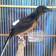 burung murai batu trotol jantan Medan non gembung Ring APBN 