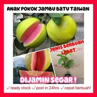 Rina • anak pokok Jambu batu taiwan • tiada biji seedless pink flesh fruit sapling fruits hybrid cep