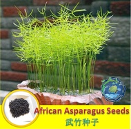 【Ready Stock\现货】African Asparagus Seeds 武竹种子