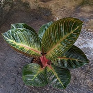 Tanaman Hias Aglaonema / Aglonema Ajisaka Serat [Ready]