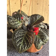 Episia Sp 20 - 30 cm