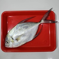 Ikan Kuwe Gepeng / Gerong GT