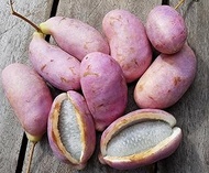 RWS 100 semillas de vino chocolate, AKEBIA QUINATA, vino pepino Azul, de la propia cosecha de 2017:S