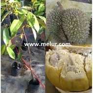 Grafted D158 Durian Sapling - Anak Pokok Durian Tangkai Panjang D158 Kawin