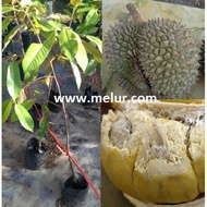 ANOR - Grafted D158 Durian Sapling - Anak Pokok Durian Tangkai Panjang D158 Kawin