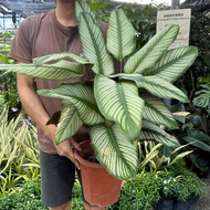 90s Greenovation Live Plant Calathea White Star 白星竹芋 (P300)