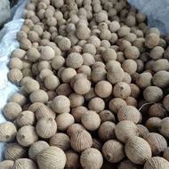 BUAH KULIM@GARLIC WOOD RM1.SEBIJI MUSIM  OGOS 2025