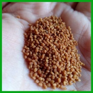 ◸ ◪ SERPENTINA  Seeds (10 seeds) for Planting / Gardening