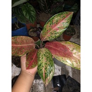 aglaonema different varieties