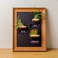 空氣鳳梨 小章魚 貝可利 小精靈福果叢生 磁吸相框