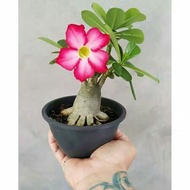 bonsai adenium tanaman adenium obesum