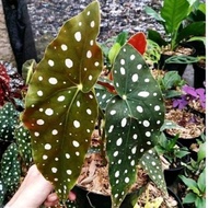 Tanaman Hias Begonia Polkadot-Begonia Pulkadot