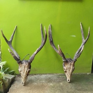 Hiasan Dinding Tanduk Tengkorak Kepala Rusa Asli - Tanduk Cabang 6