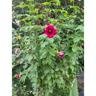 Pokok Alamanda Bunga Maroon ( Keratan / Cutting )
